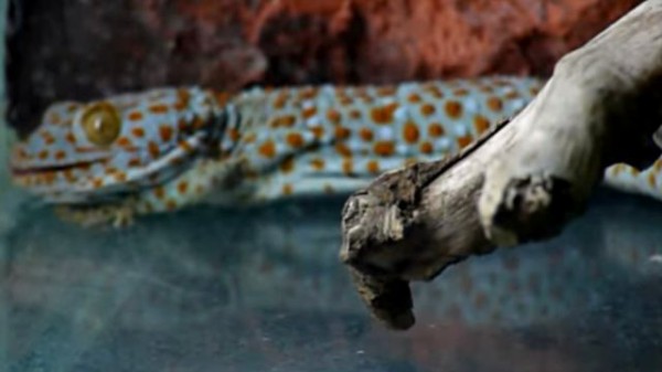 ヤモリが鳴くって知ってた トッケイヤモリの鳴き声を聞いてみよう マランダー