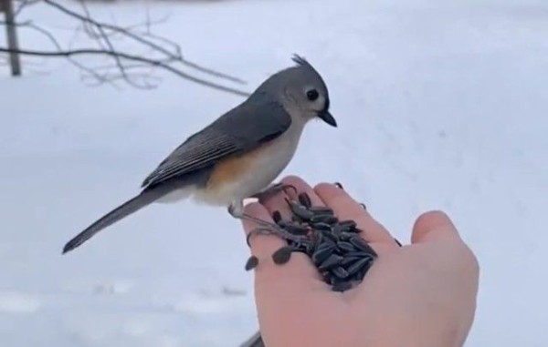 まるで忍者 大きな鳥の襲来に身を隠すアメリカコガラの動きがまるでオートマチック マランダー