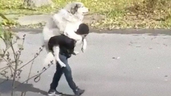 散歩に疲れたわけだしおぶってくれや 飼い主におぶってもらう大型犬の甘えっぷり マランダー