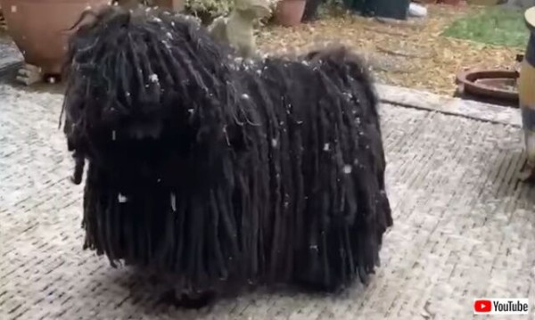 この犬の毛ってどうなってるの モップ犬プーリー 雪の中のグルングルン マランダー