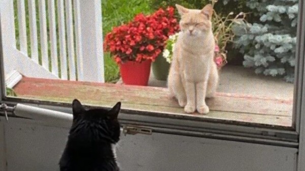 室内飼いの猫と放し飼いの猫がフォーリンラブ ドア越しに見つめ合う猫たちに関する海外の反応 マランダー