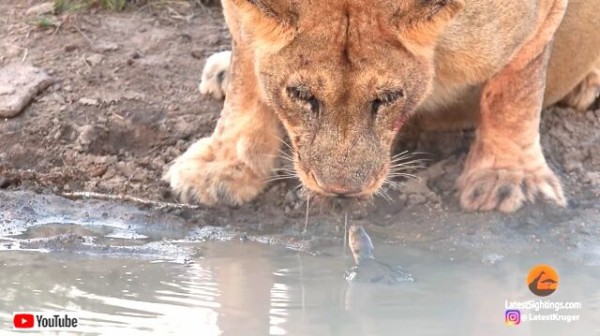 亀とライオン？「何だ、この変な生き物は？」水を飲むライオンの