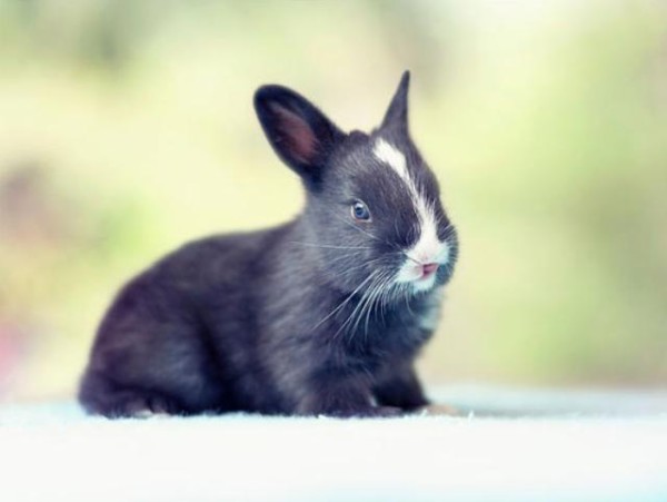 ウサギの赤ちゃんが生まれた 赤ちゃんウサギの生後30日間を撮影した成長記録を見てみよう マランダー