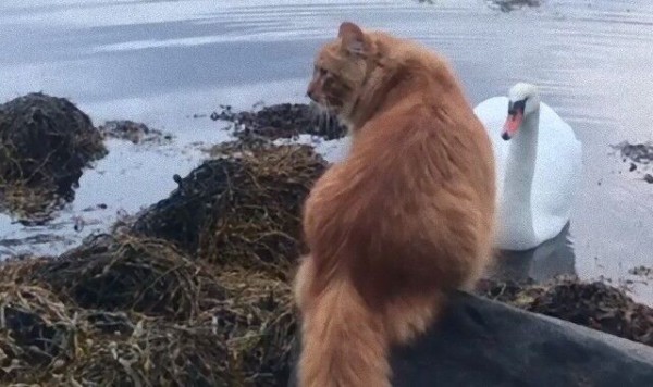 猫と白鳥 ノルウェイの水辺で出会ったもののちょっと緊迫 マランダー