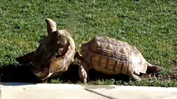 うわ 大丈夫か 今助けるぞ ひっくり返った仲間を助けるリクガメ マランダー