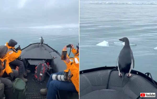 アザラシに追われてボートに飛び込んできたペンギン ふう 助かった と仲間のところまでヒッチハイク マランダー