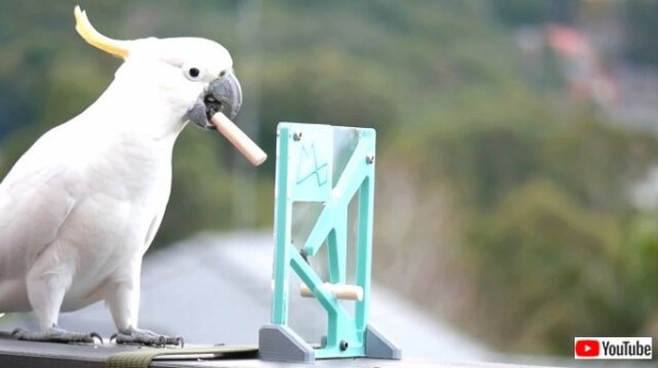 鳥のかしこさってすごい 立体パズルをあっさりと解くキバタンに脱帽 マランダー