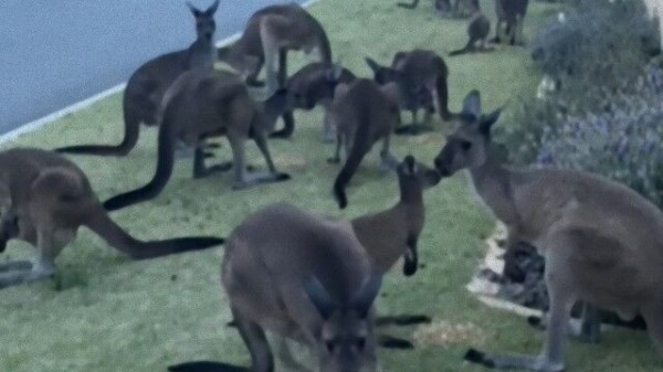 行き場を失ったカンガルー 都市開発の進んだオーストラリアにて カンガルーが群れる マランダー