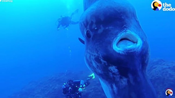 ゆったりまったり泳いでいるよ 不思議なお魚 マンボウについてのあれこれを調べてみた マランダー