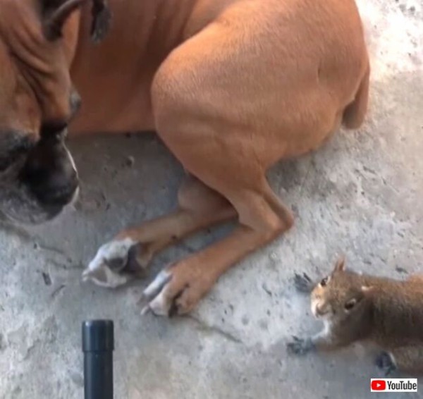 訓練された犬ってすごい リスが身体の上を走り回っても身動き一つしない介助犬 マランダー