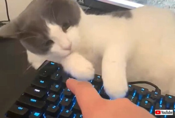 ゲームすな!それよりうちと遊びニャさいよ!キーボードの見張り番