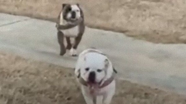 ブルドッグ リスを見つけて猛ダッシュ開始 しかし行く手にはフェンスが待ち構えていた マランダー