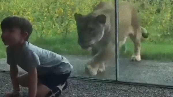 オレ オマエ 狩ル 乳幼児を襲う気満々のライオンが動物園で発見された マランダー