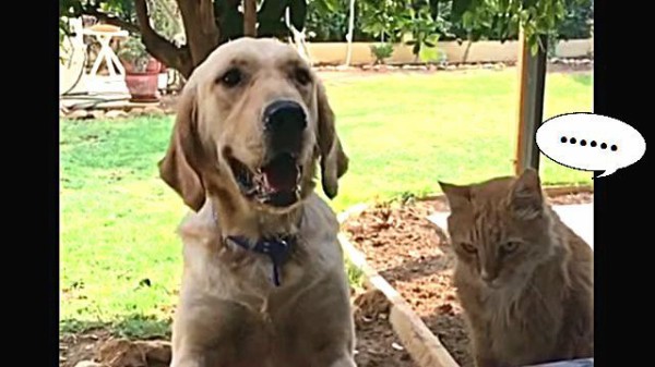 その時 猫は動いた 犬が投げてもらったオヤツ 口に入る寸前の攻防 マランダー