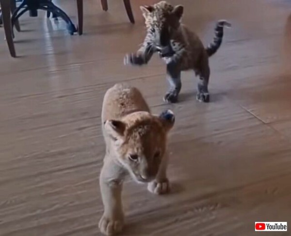 大きな子猫 いややっぱり小さなビッグキャットなのか ライオンとジャガーの子供たちがいちゃこら戯れる光景 マランダー