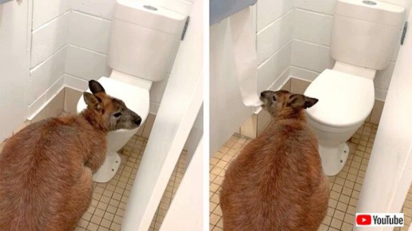 身体に悪いから食べちゃダメ トイレにこもってトイレットペーパーをむさぼるカンガルー マランダー
