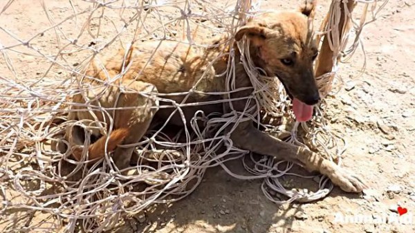 Animal Aid サッカーゴールのネットに絡まった犬を助けよう マランダー