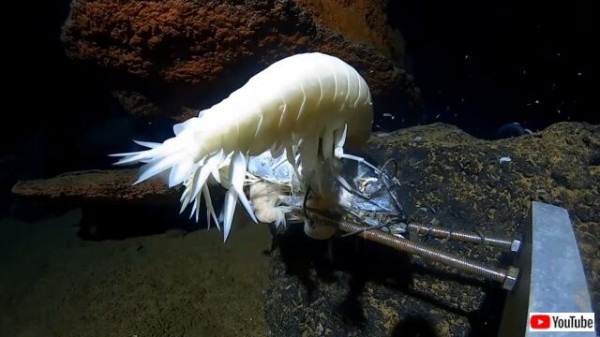 マリアナ海溝に潜ってみた そこで見た深海の不可思議で美しい生き物たちとは マランダー