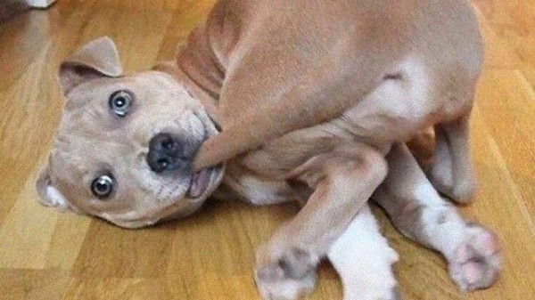 動物たちの終わりなき一人遊び 尻尾と一体化するペットたちの画像 マランダー 動物たちの終わりなき一人遊び 尻尾と一体化するペットたちの画像 マランダー
