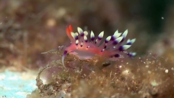 海の中のクリスタル カラフルでクールなクリーチャー ウミウシの動く姿を満喫しよう マランダー