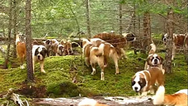 こんなにいると壮観だよね 42匹のセントバーナード犬が 森の中でお散歩なう マランダー