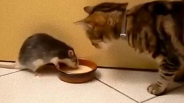 現実世界のトム ジェリーか 猫とネズミのご飯のワンシーン ネズミが優勢か マランダー