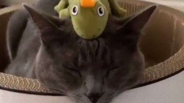 何匹乗せても大丈夫 カエルぬいぐるみの土台になる猫モチさん マランダー