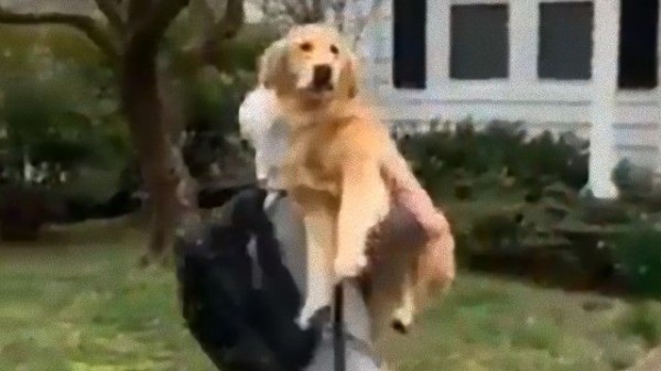 36キロの愛 飼い主が帰宅すると飛び込んでくる犬の愛情表現に関する海外の反応 マランダー