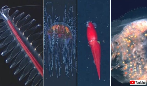 Mbari選出 専門家が選ぶ深海の奇妙な生き物たちtop10を見てみよう マランダー