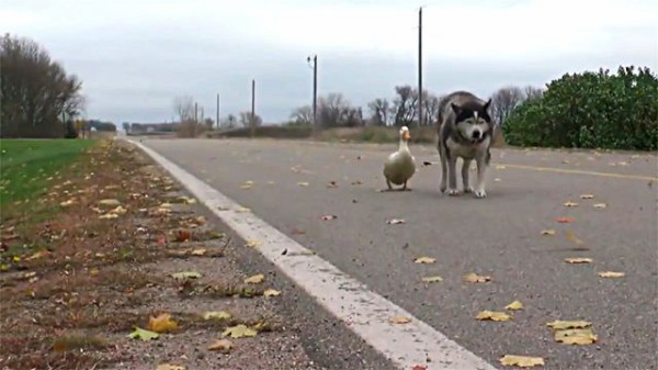 何をするにもいっしょだよ 犬とアヒルの仲良しコンビをご覧ください マランダー