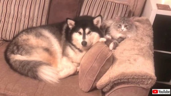 あったかくって柔らかい 寄り添う2匹はほっこり気分 猫とマラミュートの間には優しい時間が流れていくよ マランダー