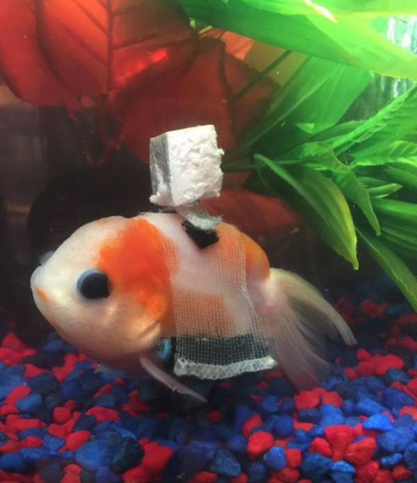 うまく浮かべない 病気の金魚のために手作りの車いすを マランダー