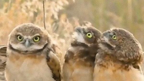 なんだ なんだ その棒なんだ 棒を背負ってきたフクロウに対する仲間のフクロウたちのリアクションが海外掲示板で話題に マランダー