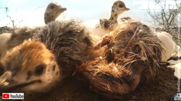 アートポスター Pablo Picasso L'autruche（パブロ ピカソ