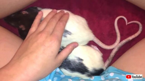 ファンシーラットの眠ねむタイムにズームイン ちょっぴりおっきくて人懐っこいネズミたち マランダー