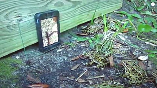 ぴょんぴょん きゃわぴょん ミミズの動画を見たカエルたちの反応 カエル にょろにょろ出演中 マランダー