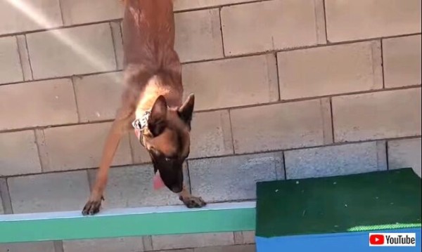 犬版サスケかと思った 素晴らしいスター俳優犬のトレーニングの成果を見てみよう マランダー