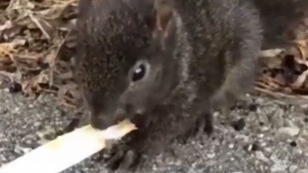 心優しい女性が様子のおかしかったリスを庭で保護 その後無事に自然にかえっていったよ マランダー