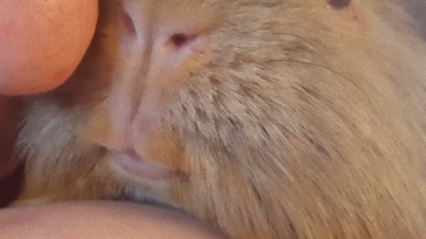 ほっこりイチャコラ モルモットとお父さんのお鼻とお鼻でご挨拶 マランダー