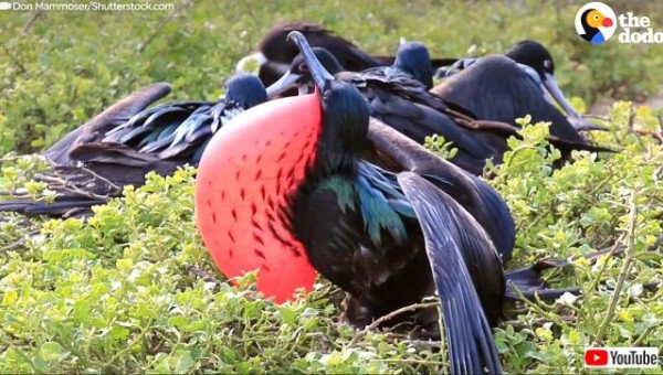 空も陸も水中も 地球上に暮らすアメージングな生き物たちを見てみよう マランダー