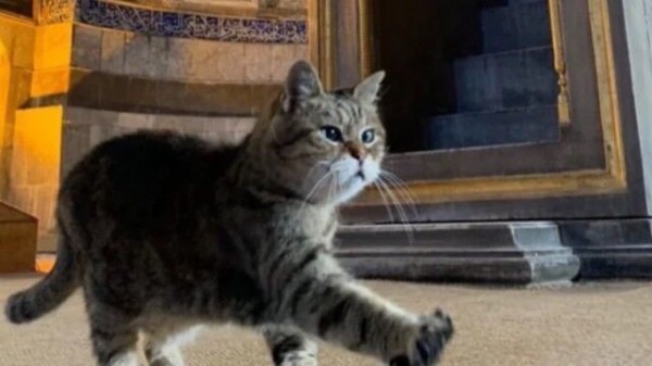 トルコのアヤソフィア博物館でしっかり守衛を務める猫のグリさん その凛々しい表情に関する海外の反応 マランダー