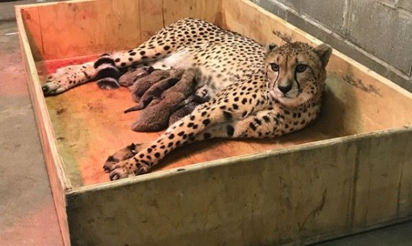 もこふわ八つ子ちゃんが生まれたよ！チーターの赤ちゃん激かわゆす