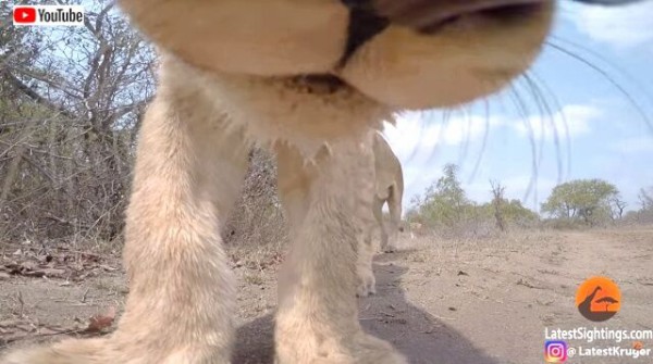 サバンナにgoproをしかけてみた結果 なんじゃこりゃ という野生動物たちの反応が撮影された マランダー