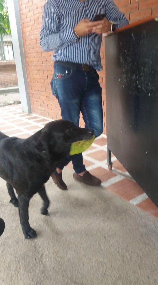 葉っぱを持ってきたのでクッキーくださいな おやつが欲しい犬と見守る人々 まるで童話の世界のよう マランダー