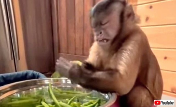 猿の手も借りたいときもある キッチンでお母さんのお手伝いをするスーパーお猿さんが降臨 マランダー