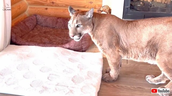 どこにいるの？」「不思議だよ…」家ピューマと庭チーターにスマホで猫