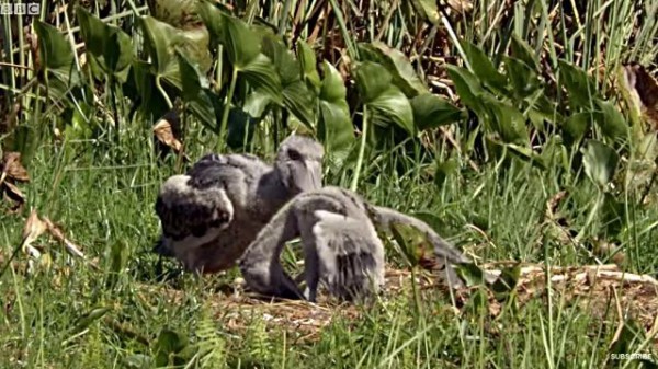 あのハシビロコウのダークサイドがあらわになった ヒナたちの命を懸けた生存競争 マランダー