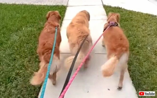 ゴールデンズ 愛犬たちと午後のお散歩！3匹並んだゴールデンズのおしりふりふりお散歩風景が可愛すぎる件 : マランダー
