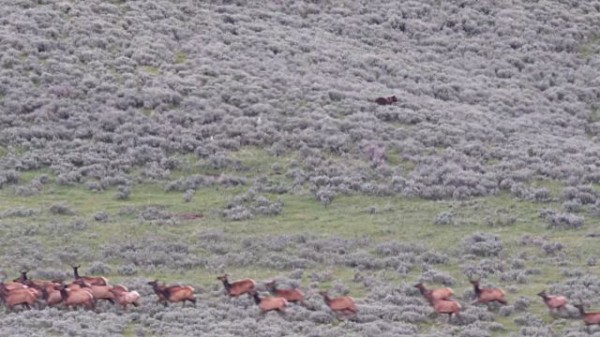 たった1頭でもこの緊張感 アメリカアカシカの群れを追うグリズリー マランダー