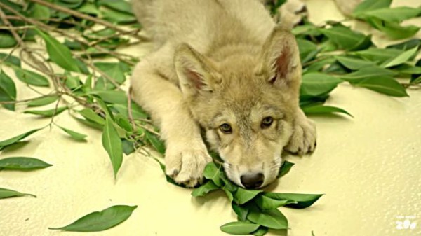 もっとモフってぇな お姉さん オオカミの赤ちゃんってば子犬となんら変わらない件 マランダー